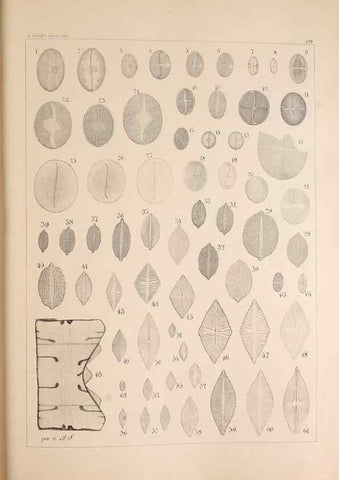 Reproducción/Reproduction 49385786867: Atlas der Diatomaceen-Kunde /. Leipzig :O.R. Reisland,[1874-19.. 