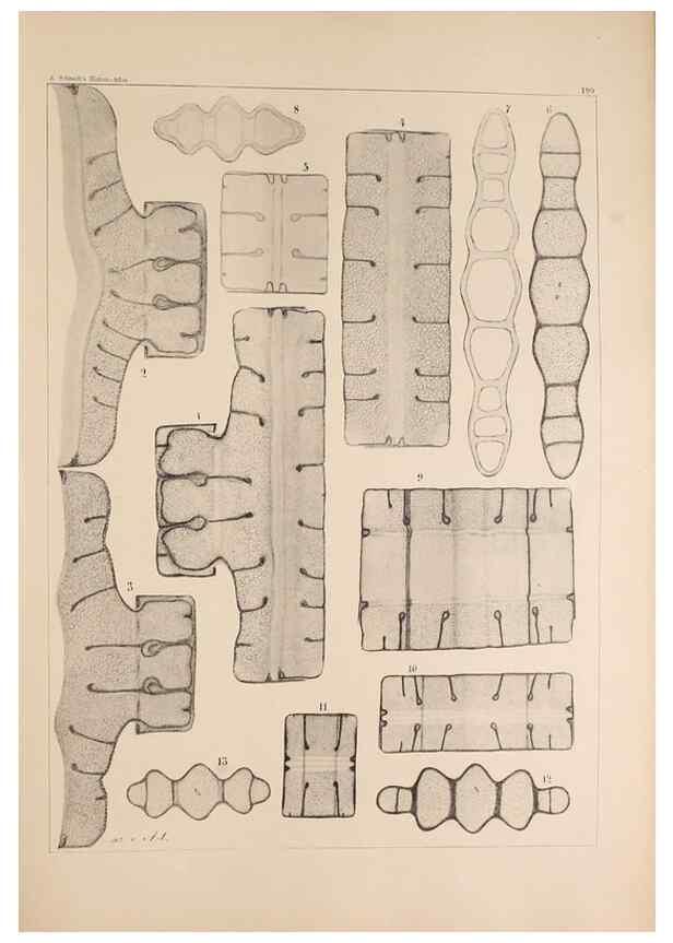 Reproducción/Reproduction 49385787162: Atlas der Diatomaceen-Kunde /. Leipzig :O.R. Reisland,[1874-19.. 