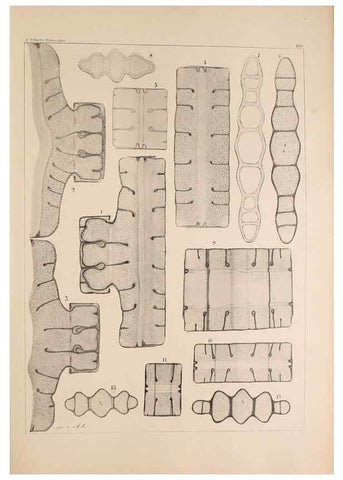 Reproducción/Reproduction 49385787162: Atlas der Diatomaceen-Kunde /. Leipzig :O.R. Reisland,[1874-19.. 