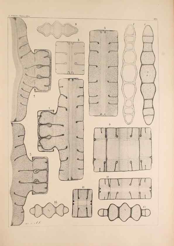 Reproducción/Reproduction 49385787162: Atlas der Diatomaceen-Kunde /. Leipzig :O.R. Reisland,[1874-19.. 