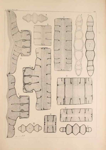 Reproducción/Reproduction 49385787162: Atlas der Diatomaceen-Kunde /. Leipzig :O.R. Reisland,[1874-19.. 