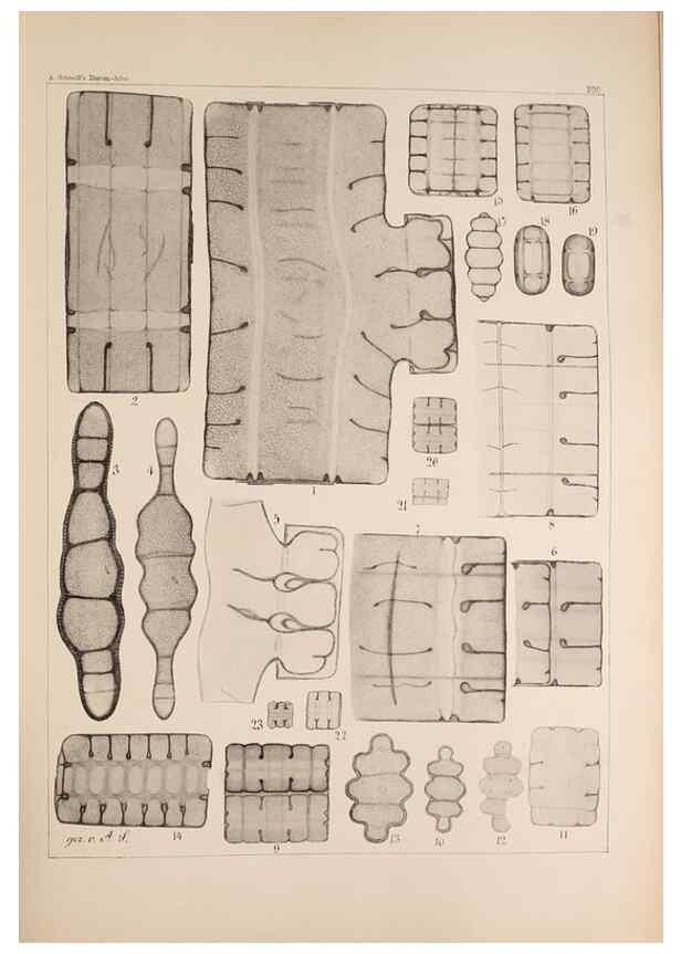 Reproducción/Reproduction 49385588616: Atlas der Diatomaceen-Kunde /. Leipzig :O.R. Reisland,[1874-19.. 