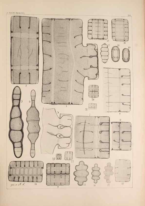 Reproducción/Reproduction 49385588616: Atlas der Diatomaceen-Kunde /. Leipzig :O.R. Reisland,[1874-19.. 