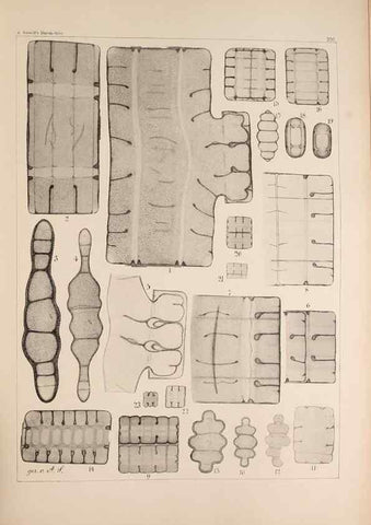 Reproducción/Reproduction 49385588616: Atlas der Diatomaceen-Kunde /. Leipzig :O.R. Reisland,[1874-19.. 