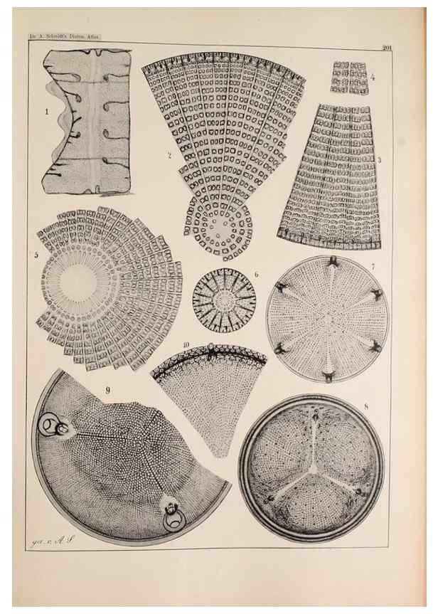 Reproducción/Reproduction 49385787902: Atlas der Diatomaceen-Kunde /. Leipzig :O.R. Reisland,[1874-19.. 