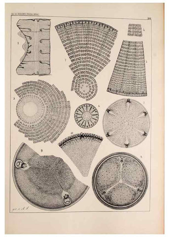 Reproducción/Reproduction 49385787902: Atlas der Diatomaceen-Kunde /. Leipzig :O.R. Reisland,[1874-19.. 