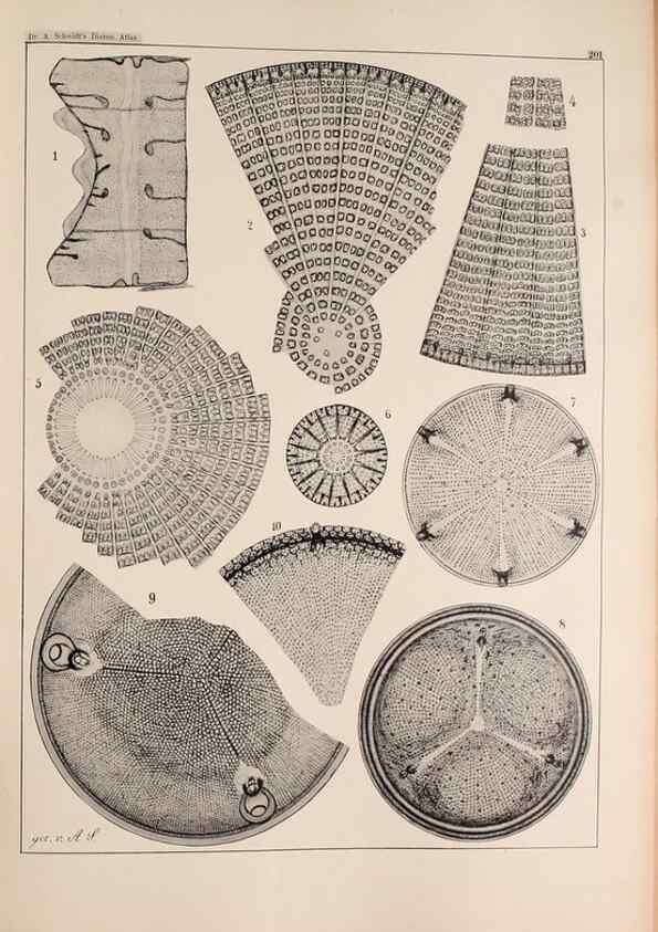 Reproducción/Reproduction 49385787902: Atlas der Diatomaceen-Kunde /. Leipzig :O.R. Reisland,[1874-19.. 