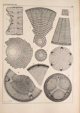 Reproducción/Reproduction 49385787902: Atlas der Diatomaceen-Kunde /. Leipzig :O.R. Reisland,[1874-19.. 