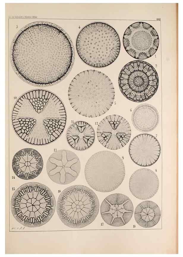 Reproducción/Reproduction 49385788312: Atlas der Diatomaceen-Kunde /. Leipzig :O.R. Reisland,[1874-19.. 