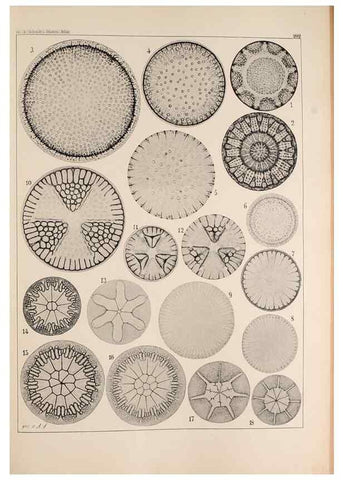 Reproducción/Reproduction 49385788312: Atlas der Diatomaceen-Kunde /. Leipzig :O.R. Reisland,[1874-19.. 