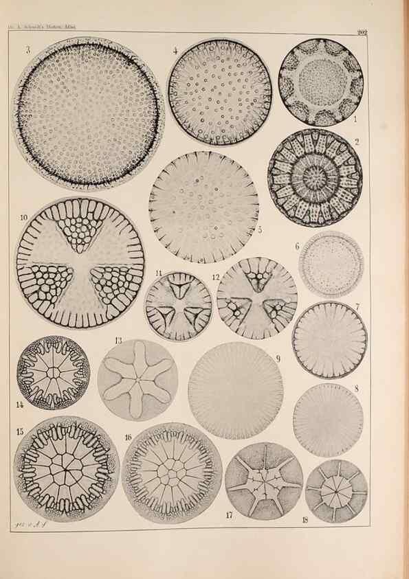 Reproducción/Reproduction 49385788312: Atlas der Diatomaceen-Kunde /. Leipzig :O.R. Reisland,[1874-19.. 