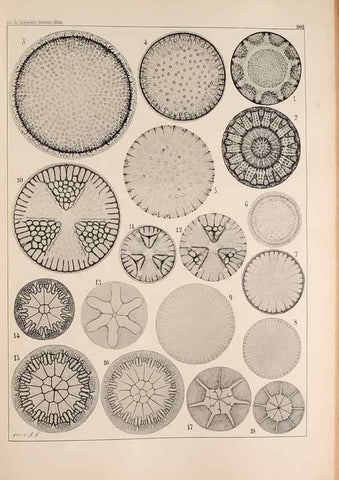 Reproducción/Reproduction 49385788312: Atlas der Diatomaceen-Kunde /. Leipzig :O.R. Reisland,[1874-19.. 