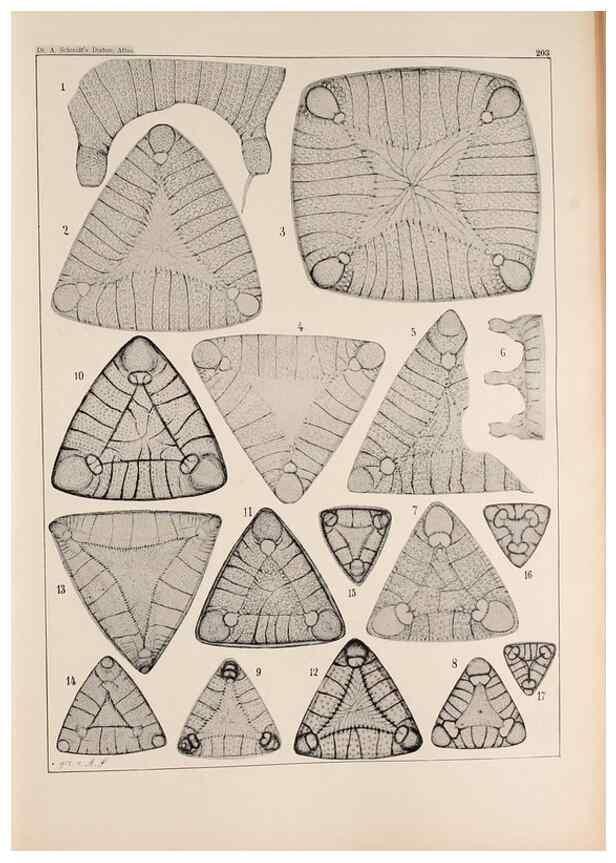 Reproducción/Reproduction 49385589836: Atlas der Diatomaceen-Kunde /. Leipzig :O.R. Reisland,[1874-19.. 