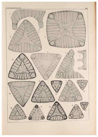 Reproducción/Reproduction 49385589836: Atlas der Diatomaceen-Kunde /. Leipzig :O.R. Reisland,[1874-19.. 