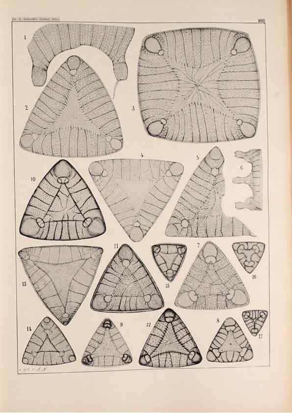 Reproducción/Reproduction 49385589836: Atlas der Diatomaceen-Kunde /. Leipzig :O.R. Reisland,[1874-19.. 