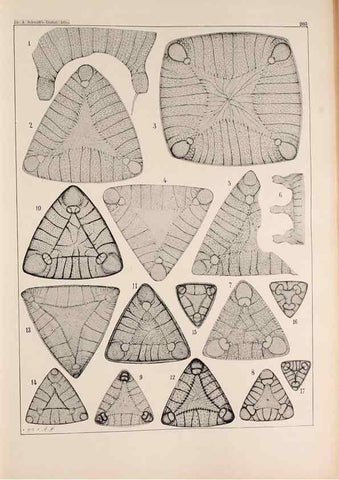Reproducción/Reproduction 49385589836: Atlas der Diatomaceen-Kunde /. Leipzig :O.R. Reisland,[1874-19.. 