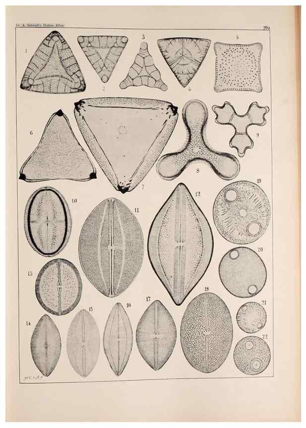 Reproducción/Reproduction 49385590136: Atlas der Diatomaceen-Kunde /. Leipzig :O.R. Reisland,[1874-19.. 