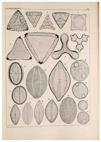 Reproducción/Reproduction 49385590136: Atlas der Diatomaceen-Kunde /. Leipzig :O.R. Reisland,[1874-19.. 