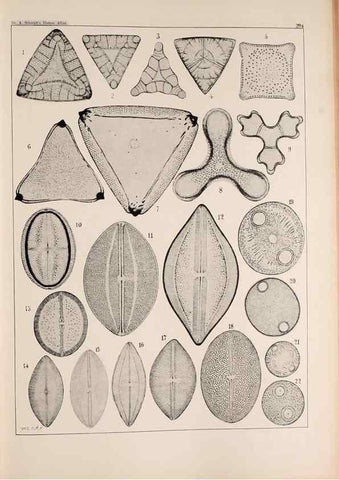Reproducción/Reproduction 49385590136: Atlas der Diatomaceen-Kunde /. Leipzig :O.R. Reisland,[1874-19.. 