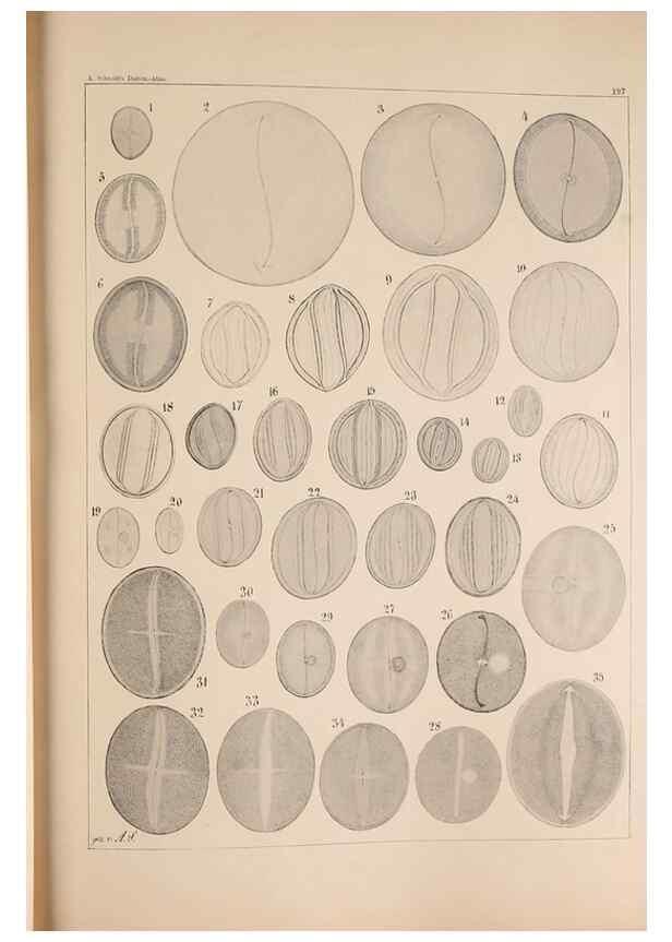 Reproducción/Reproduction 49385786532: Atlas der Diatomaceen-Kunde /. Leipzig :O.R. Reisland,[1874-19.. 