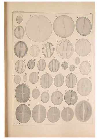 Reproducción/Reproduction 49385786532: Atlas der Diatomaceen-Kunde /. Leipzig :O.R. Reisland,[1874-19.. 