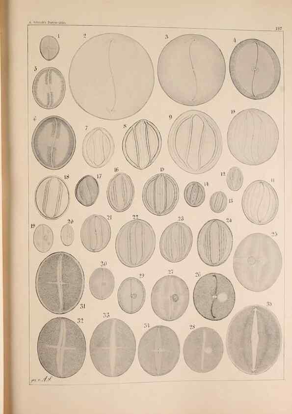 Reproducción/Reproduction 49385786532: Atlas der Diatomaceen-Kunde /. Leipzig :O.R. Reisland,[1874-19.. 