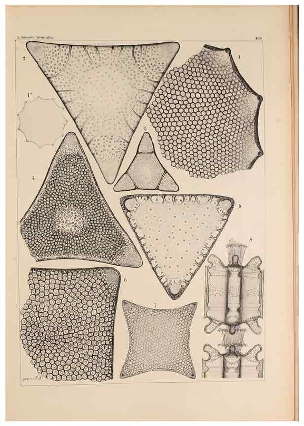 Reproducción/Reproduction 49389397027: Atlas der Diatomaceen-Kunde /. Leipzig :O.R. Reisland,[1874-19.. 