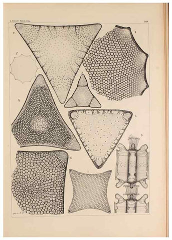 Reproducción/Reproduction 49389397027: Atlas der Diatomaceen-Kunde /. Leipzig :O.R. Reisland,[1874-19.. 