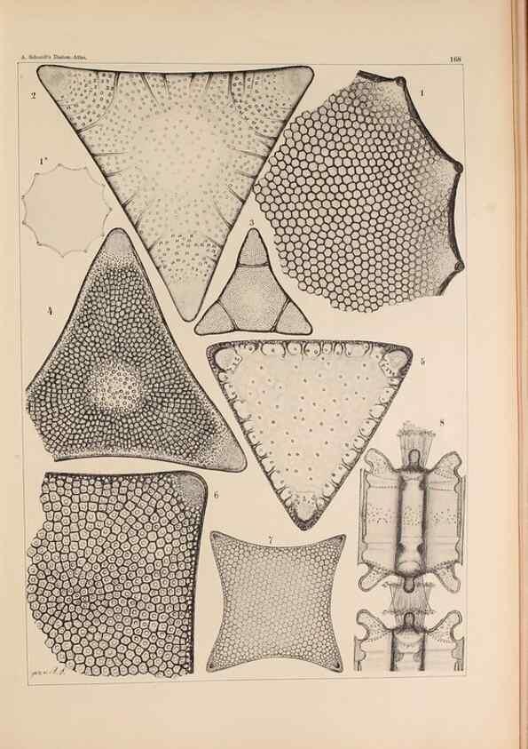 Reproducción/Reproduction 49389397027: Atlas der Diatomaceen-Kunde /. Leipzig :O.R. Reisland,[1874-19.. 