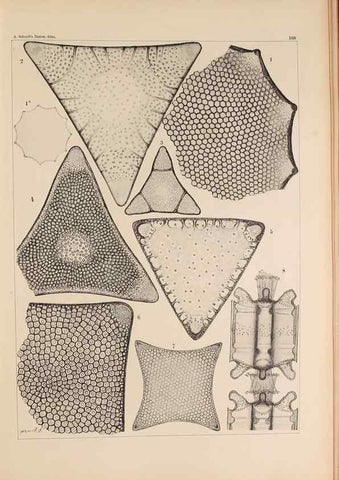 Reproducción/Reproduction 49389397027: Atlas der Diatomaceen-Kunde /. Leipzig :O.R. Reisland,[1874-19.. 