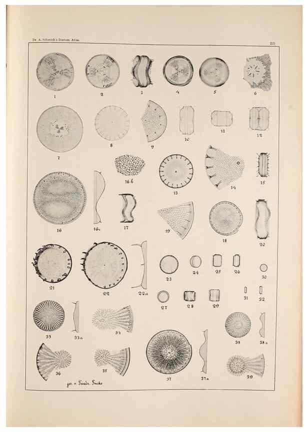 Reproducción/Reproduction 49385796302: Atlas der Diatomaceen-Kunde /. Leipzig :O.R. Reisland,[1874-19.. 