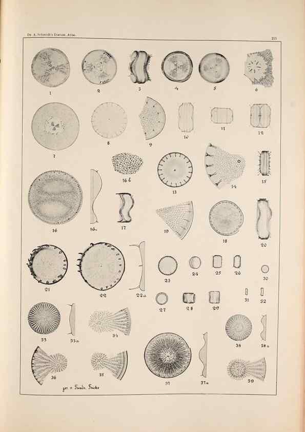 Reproducción/Reproduction 49385796302: Atlas der Diatomaceen-Kunde /. Leipzig :O.R. Reisland,[1874-19.. 