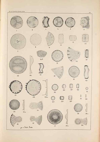 Reproducción/Reproduction 49385796302: Atlas der Diatomaceen-Kunde /. Leipzig :O.R. Reisland,[1874-19.. 
