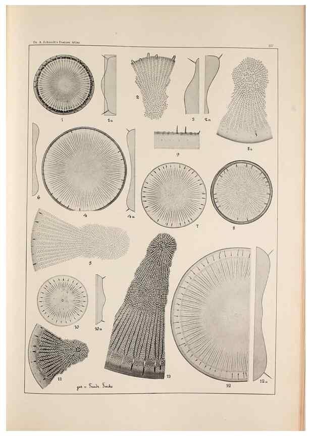 Reproducción/Reproduction 49385598701: Atlas der Diatomaceen-Kunde /. Leipzig :O.R. Reisland,[1874-19.. 