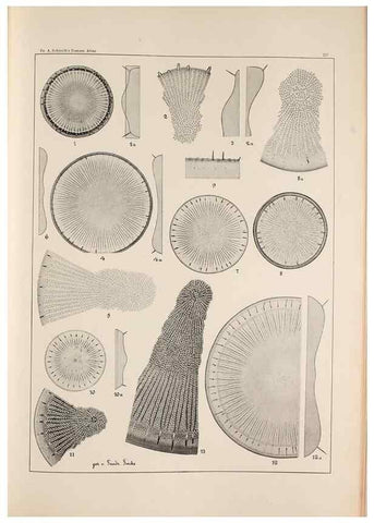 Reproducción/Reproduction 49385598701: Atlas der Diatomaceen-Kunde /. Leipzig :O.R. Reisland,[1874-19.. 