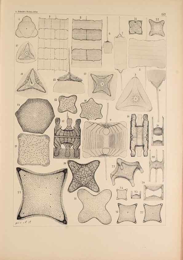 Reproducción/Reproduction 49385406863: Atlas der Diatomaceen-Kunde /. Leipzig :O.R. Reisland,[1874-19.. 