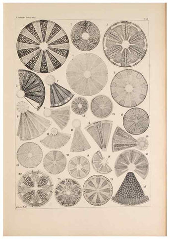 Reproducción/Reproduction 49386071762: Atlas der Diatomaceen-Kunde /. Leipzig :O.R. Reisland,[1874-19.. 