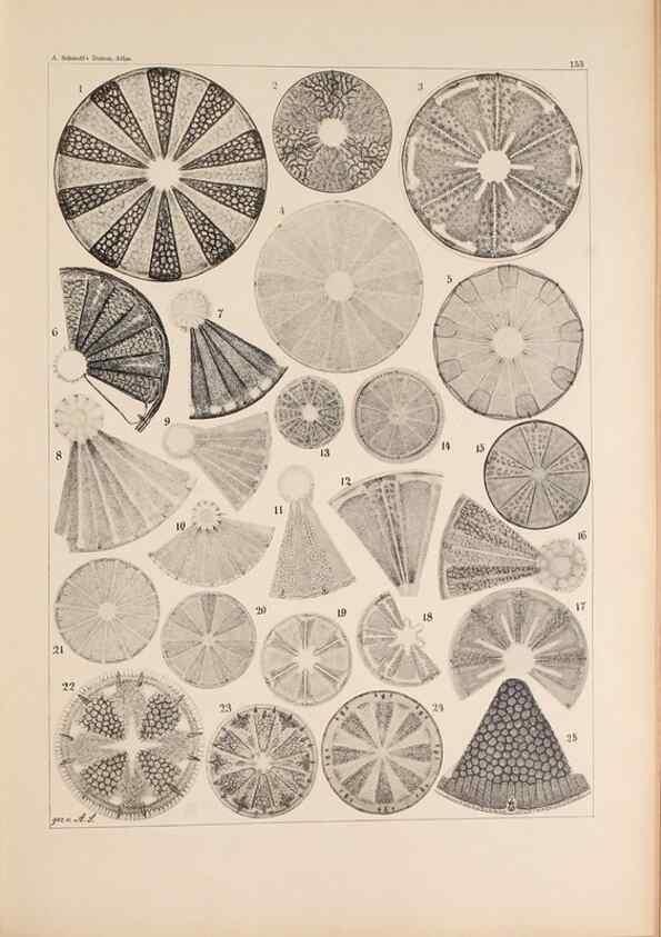 Reproducción/Reproduction 49386071762: Atlas der Diatomaceen-Kunde /. Leipzig :O.R. Reisland,[1874-19.. 