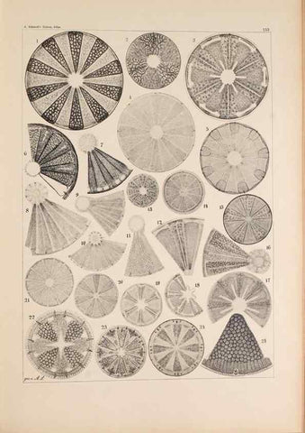 Reproducción/Reproduction 49386071762: Atlas der Diatomaceen-Kunde /. Leipzig :O.R. Reisland,[1874-19.. 