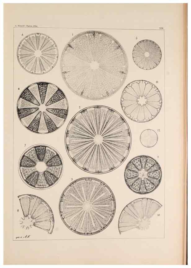 Reproducción/Reproduction 49385876261: Atlas der Diatomaceen-Kunde /. Leipzig :O.R. Reisland,[1874-19.. 