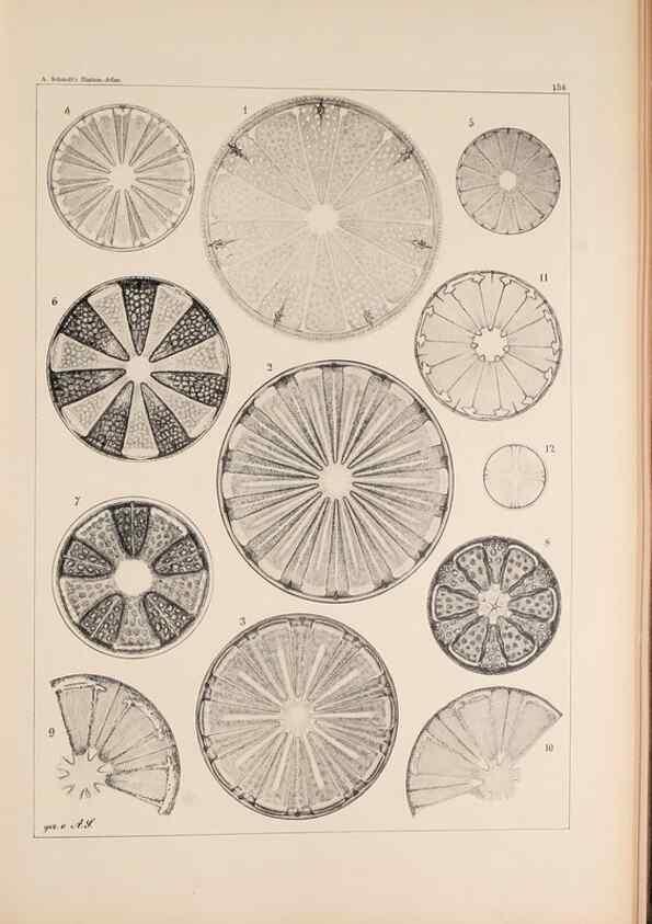 Reproducción/Reproduction 49385876261: Atlas der Diatomaceen-Kunde /. Leipzig :O.R. Reisland,[1874-19.. 