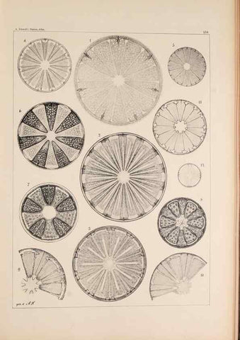 Reproducción/Reproduction 49385876261: Atlas der Diatomaceen-Kunde /. Leipzig :O.R. Reisland,[1874-19.. 