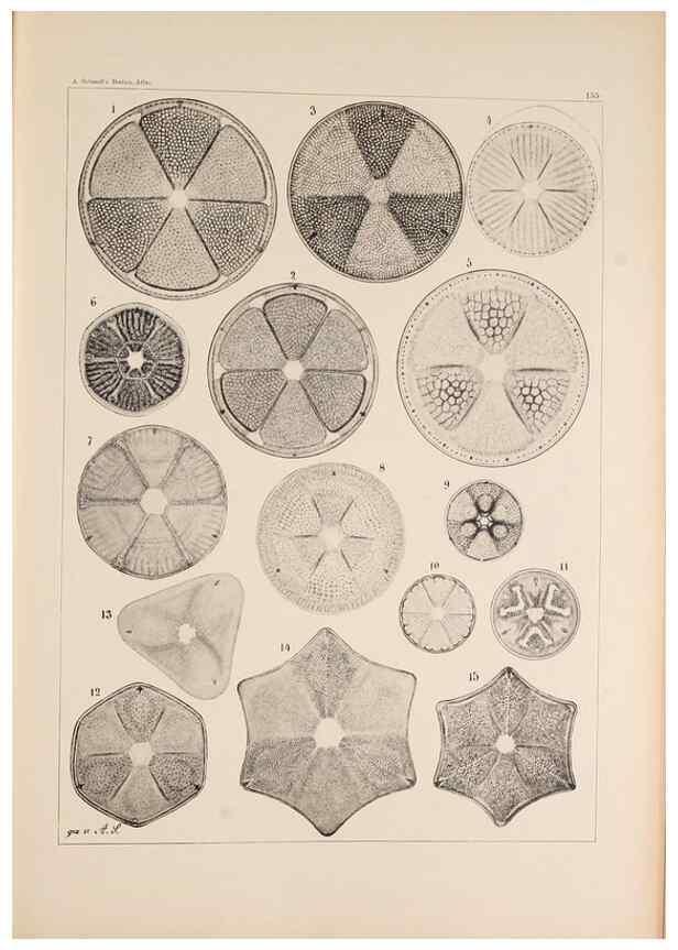 Reproducción/Reproduction 49386072587: Atlas der Diatomaceen-Kunde /. Leipzig :O.R. Reisland,[1874-19.. 