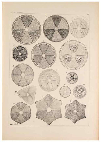 Reproducción/Reproduction 49386072587: Atlas der Diatomaceen-Kunde /. Leipzig :O.R. Reisland,[1874-19.. 
