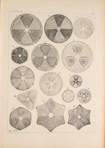 Reproducción/Reproduction 49386072587: Atlas der Diatomaceen-Kunde /. Leipzig :O.R. Reisland,[1874-19.. 