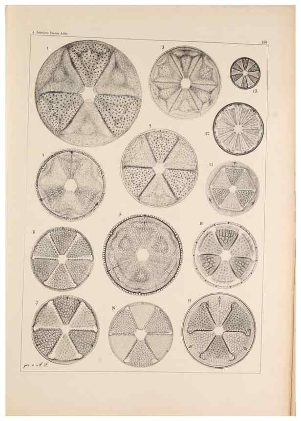 Reproducción/Reproduction 49385408338: Atlas der Diatomaceen-Kunde /. Leipzig :O.R. Reisland,[1874-19.. 