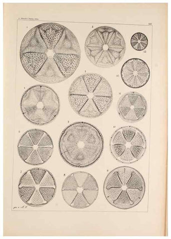 Reproducción/Reproduction 49385408338: Atlas der Diatomaceen-Kunde /. Leipzig :O.R. Reisland,[1874-19.. 