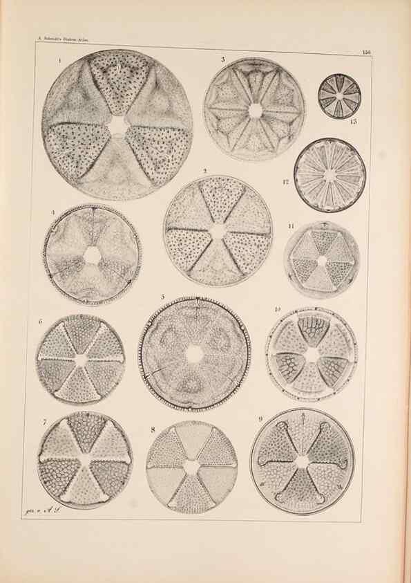 Reproducción/Reproduction 49385408338: Atlas der Diatomaceen-Kunde /. Leipzig :O.R. Reisland,[1874-19.. 