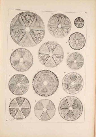 Reproducción/Reproduction 49385408338: Atlas der Diatomaceen-Kunde /. Leipzig :O.R. Reisland,[1874-19.. 