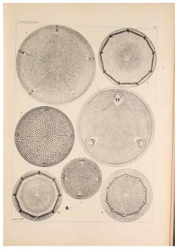 Reproducción/Reproduction 49385408763: Atlas der Diatomaceen-Kunde /. Leipzig :O.R. Reisland,[1874-19.. 